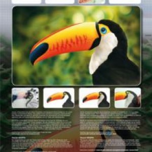  Pochoir Faune, toucan