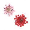 Een set kleurrijke droogbloemen in een container 12 kleuren 061-19308-Ubeauty-Decor en nagelontwerp