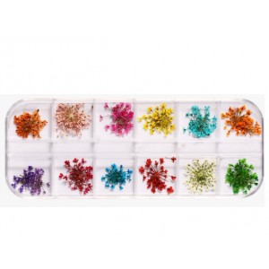 Набор разноцветных сухоцветов в контейнере 12 цветов  061