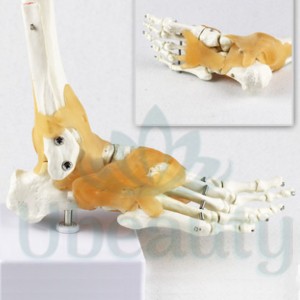 Voetskeletmodel met ligamenten. Voet lay-out.