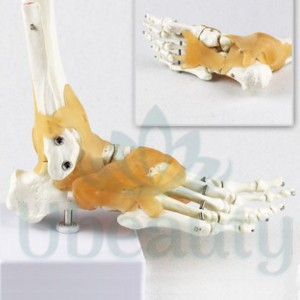 Modelo de esqueleto do pé com ligamentos. Disposição dos pés.